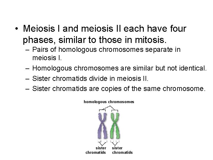  • Meiosis I and meiosis II each have four phases, similar to those