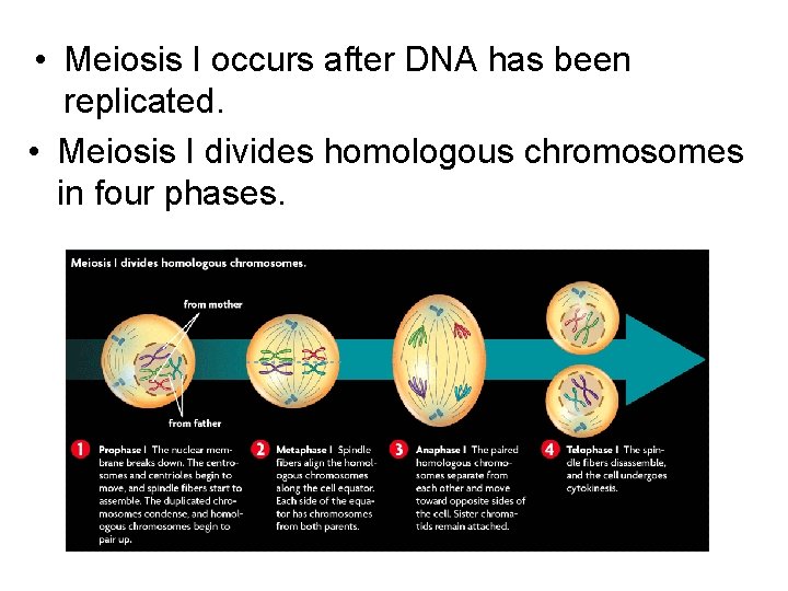  • Meiosis I occurs after DNA has been replicated. • Meiosis I divides