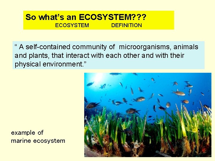 So what’s an ECOSYSTEM? ? ? ECOSYSTEM DEFINITION “ A self-contained community of microorganisms,