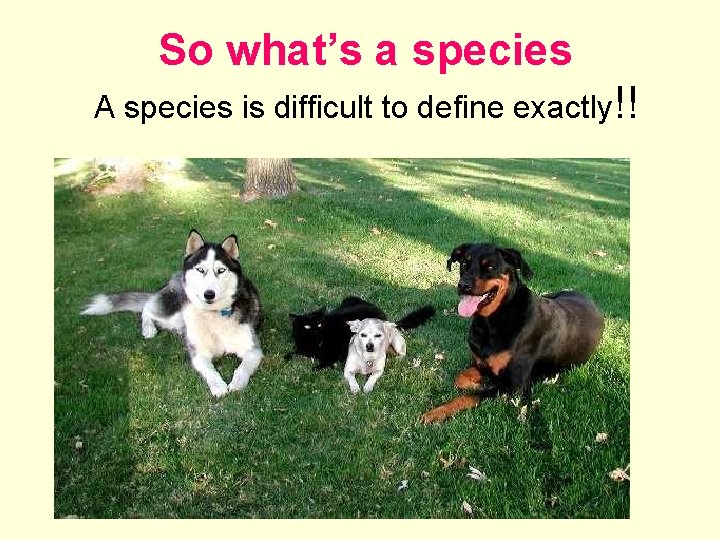So what’s a species A species is difficult to define exactly!! 