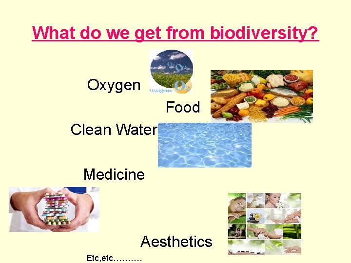 What do we get from biodiversity? Oxygen Food Clean Water Medicine Aesthetics Etc, etc……….