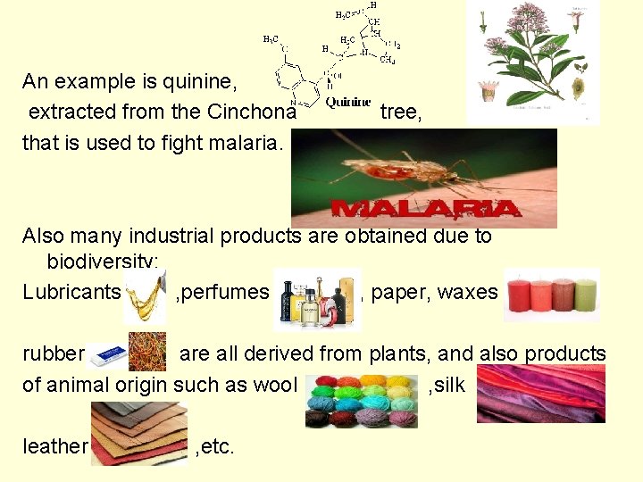 An example is quinine, extracted from the Cinchona that is used to fight malaria.