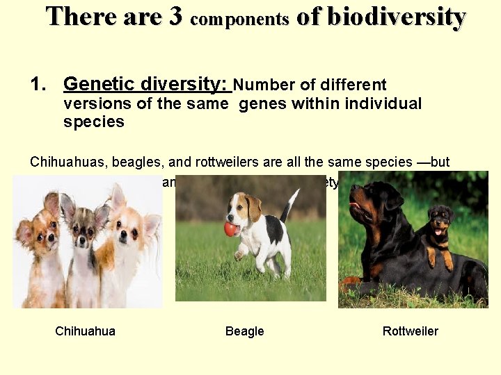 There are 3 components of biodiversity 1. Genetic diversity: Number of different versions of