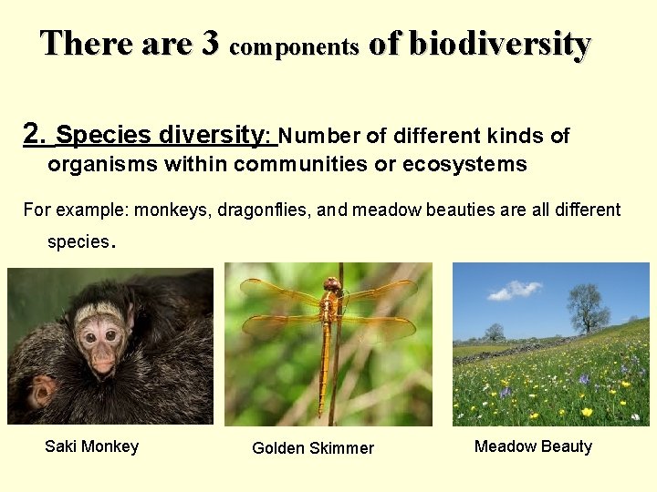 There are 3 components of biodiversity 2. Species diversity: Number of different kinds of