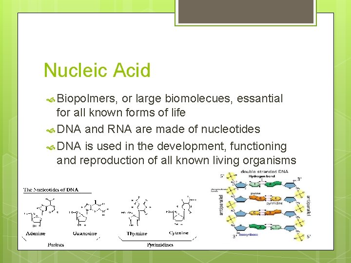 Nucleic Acid Biopolmers, or large biomolecues, essantial for all known forms of life DNA