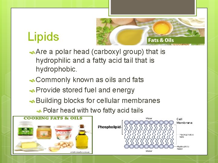 Lipids Are a polar head (carboxyl group) that is hydrophilic and a fatty acid