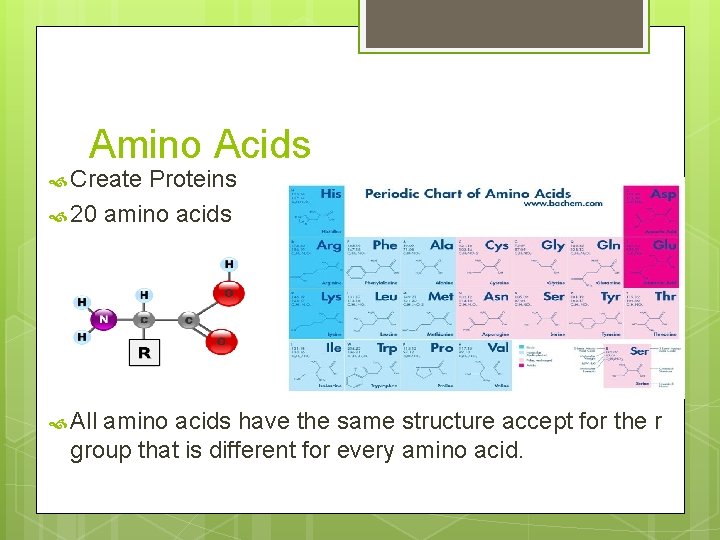 Amino Acids Create Proteins 20 amino acids All amino acids have the same structure