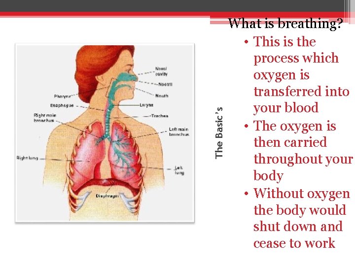 The Basic’s What is breathing? • This is the process which oxygen is transferred