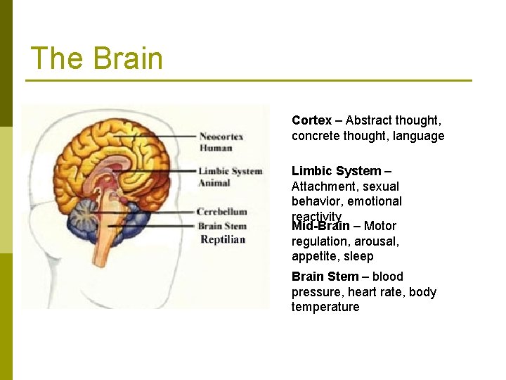 The Brain Cortex – Abstract thought, concrete thought, language Limbic System – Attachment, sexual