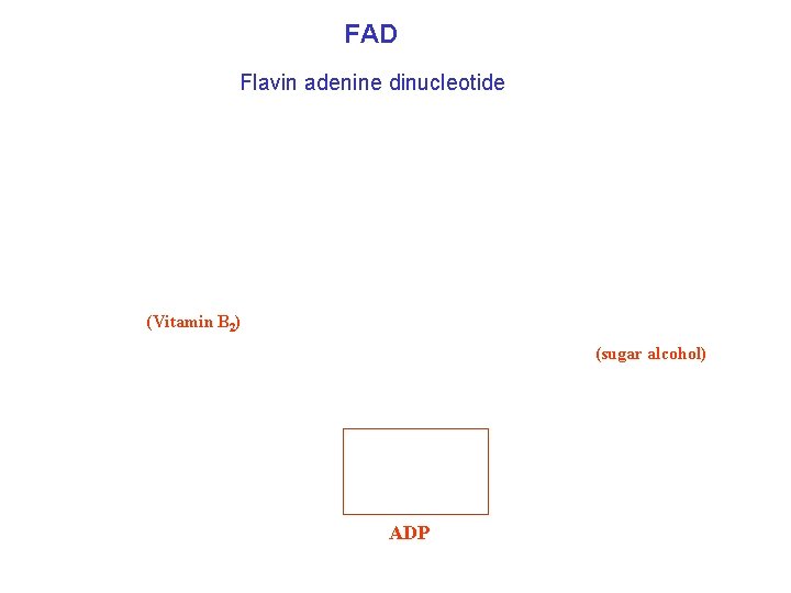 FAD Flavin adenine dinucleotide (Vitamin B 2) (sugar alcohol) ADP 
