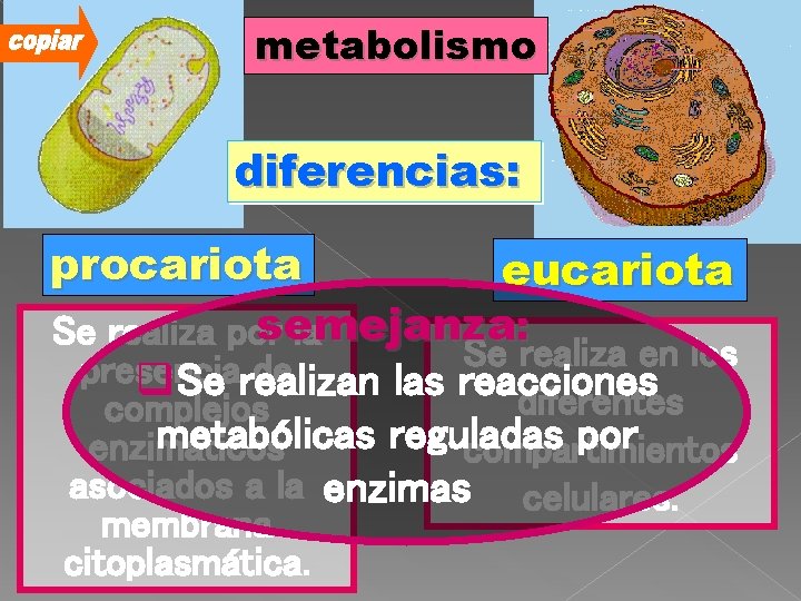 metabolismo diferencias: procariota eucariota semejanza : Se realiza por la Se realiza en los