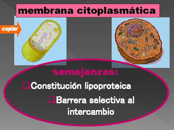 membrana citoplasmática semejanzas: q. Constitución lipoproteica q. Barrera selectiva al intercambio 