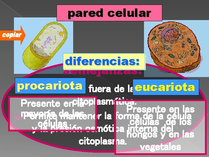 pared celular diferencias: semejanzas: procariota q. Situada por fuera de laeucariota membrana Presente encitoplasmática.