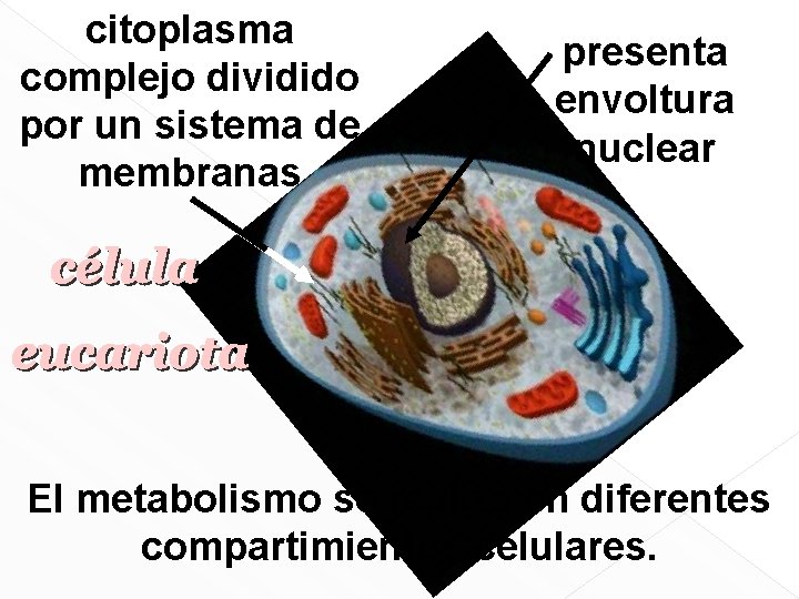 citoplasma complejo dividido por un sistema de membranas presenta envoltura nuclear El metabolismo se