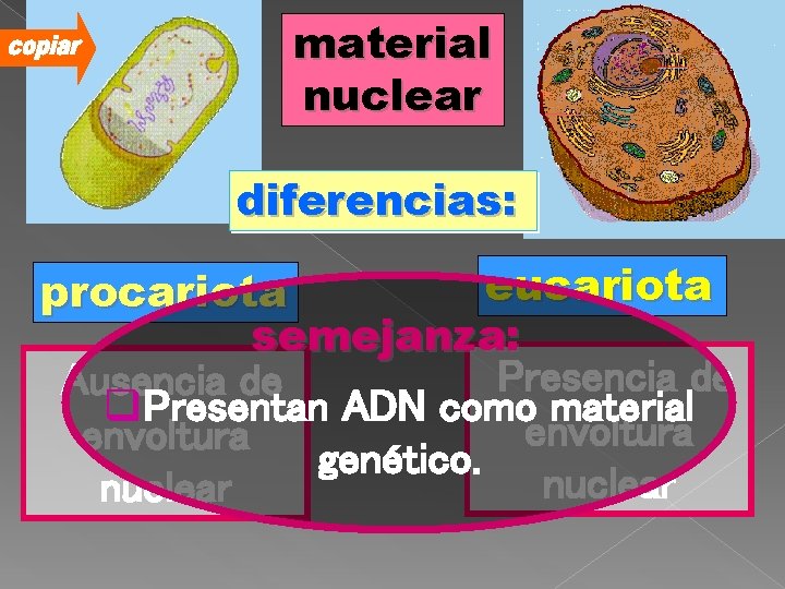 material nuclear diferencias: eucariota procariota semejanza: Presencia de Ausencia de q. Presentan ADN como