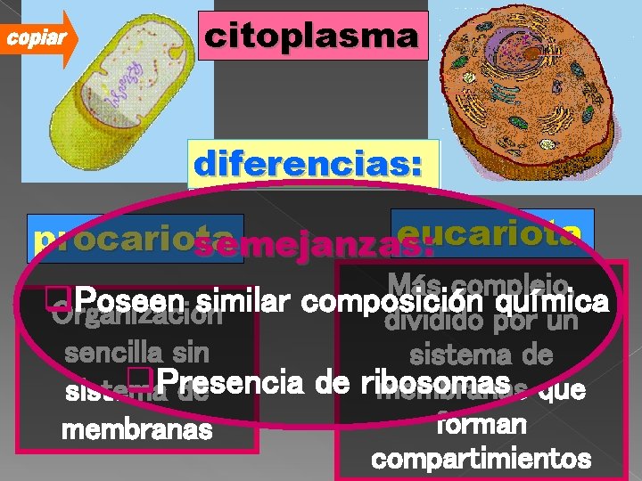 citoplasma diferencias: eucariota procariota semejanzas: Más complejo, q Poseen similar composición química Organización dividido