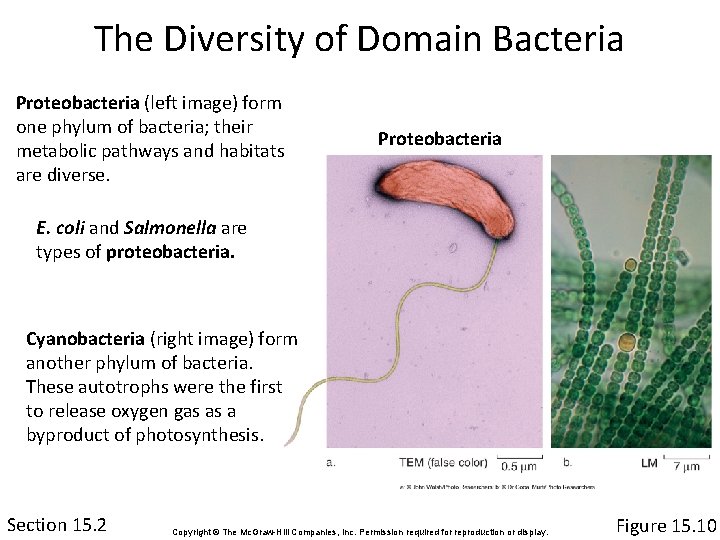 The Diversity of Domain Bacteria Proteobacteria (left image) form one phylum of bacteria; their