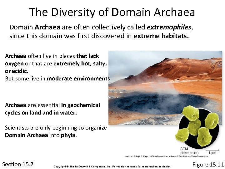 The Diversity of Domain Archaea are often collectively called extremophiles, since this domain was
