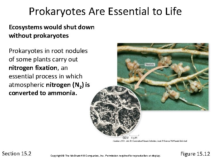 Prokaryotes Are Essential to Life Ecosystems would shut down without prokaryotes Prokaryotes in root