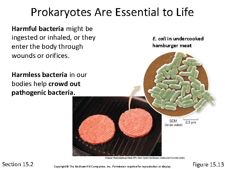 Prokaryotes Are Essential to Life Harmful bacteria might be ingested or inhaled, or they
