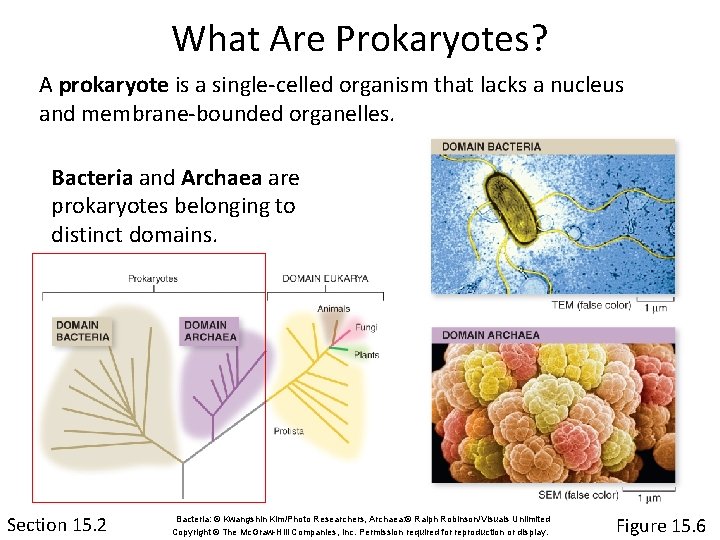 What Are Prokaryotes? A prokaryote is a single-celled organism that lacks a nucleus and