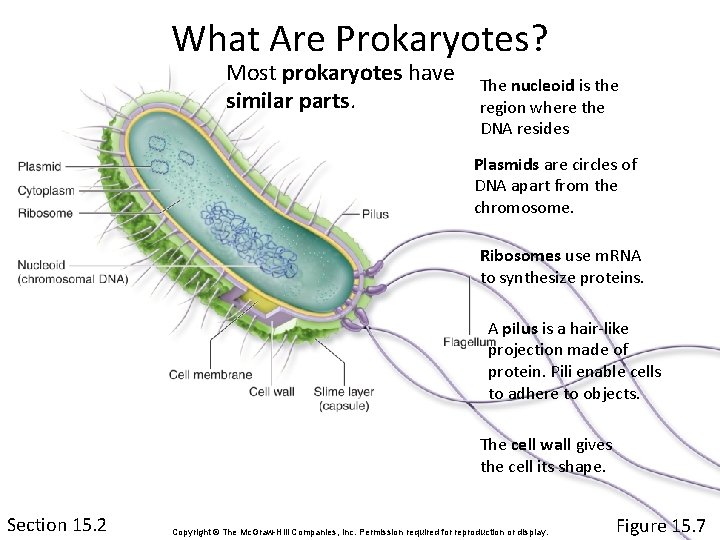 What Are Prokaryotes? Most prokaryotes have similar parts. The nucleoid is the region where