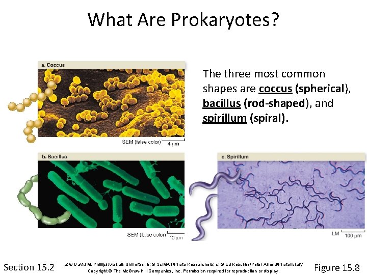 What Are Prokaryotes? The three most common shapes are coccus (spherical), bacillus (rod-shaped), and