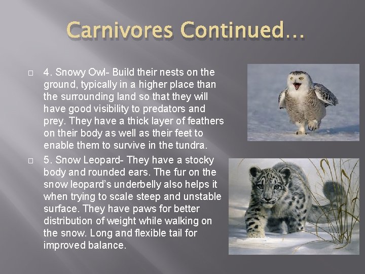 Carnivores Continued… � � 4. Snowy Owl- Build their nests on the ground, typically