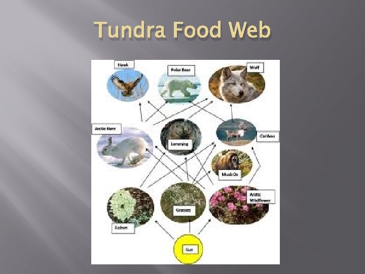 Tundra Food Web 