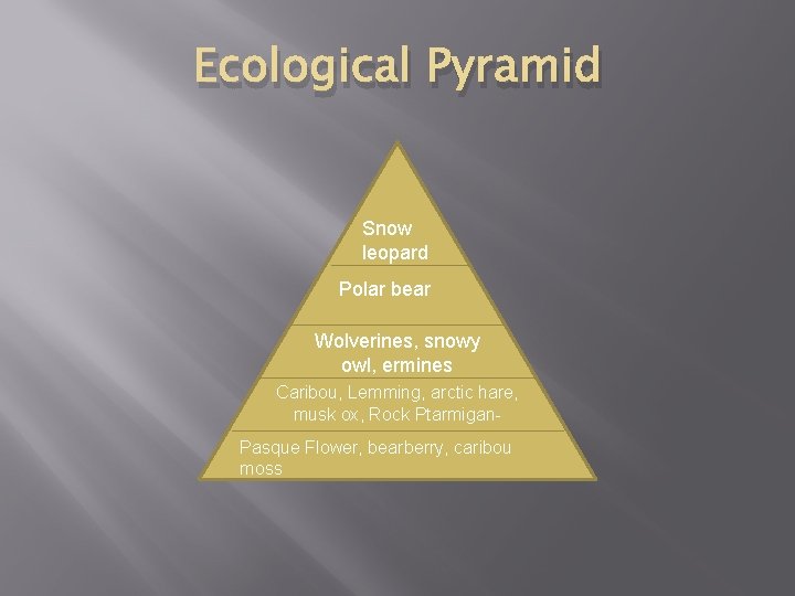 Ecological Pyramid Snow leopard Polar bear Wolverines, snowy owl, ermines Caribou, Lemming, arctic hare,