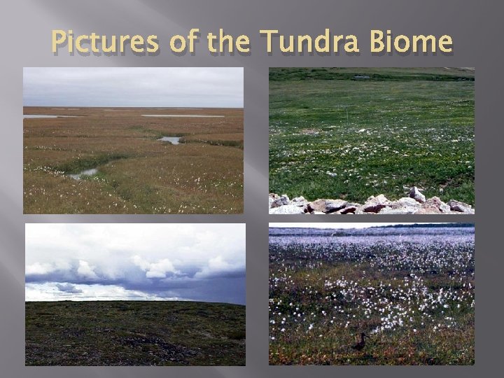 Pictures of the Tundra Biome 