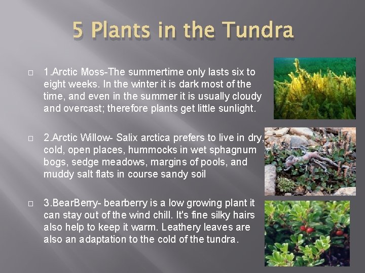 5 Plants in the Tundra � 1. Arctic Moss-The summertime only lasts six to