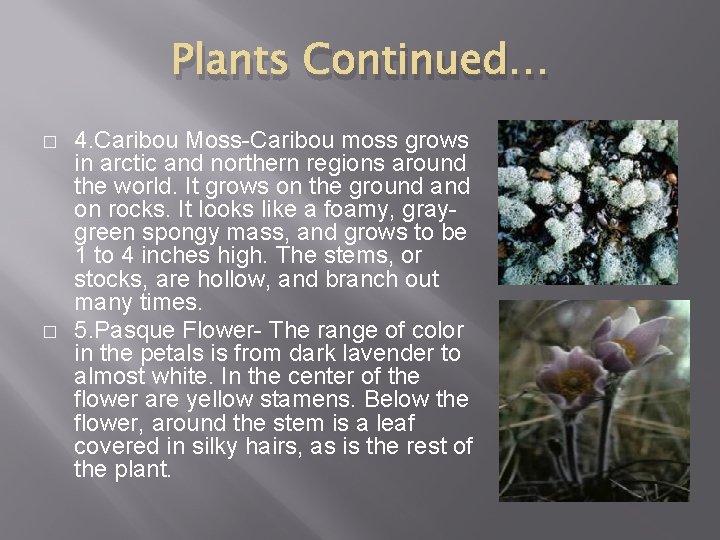 Plants Continued… � � 4. Caribou Moss-Caribou moss grows in arctic and northern regions