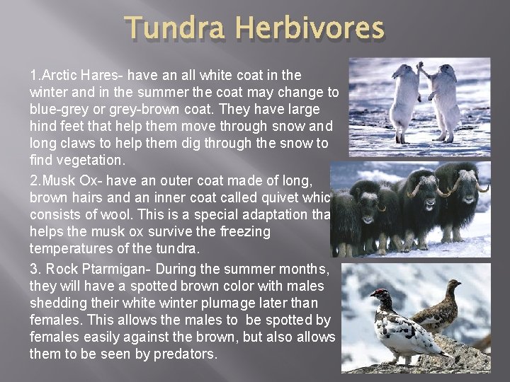 Tundra Herbivores 1. Arctic Hares- have an all white coat in the winter and