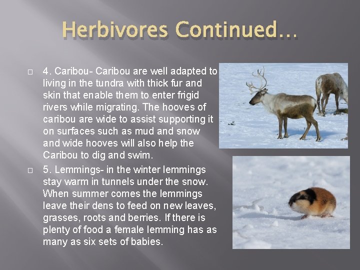 Herbivores Continued… � � 4. Caribou- Caribou are well adapted to living in the