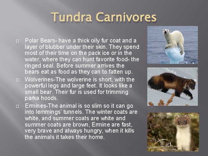 Tundra Carnivores � � � Polar Bears- have a thick oily fur coat and