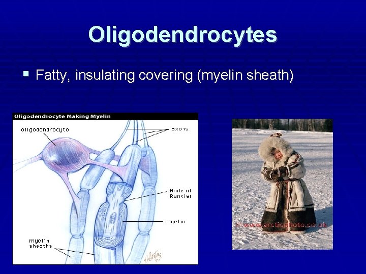 Oligodendrocytes Fatty, insulating covering (myelin sheath) 