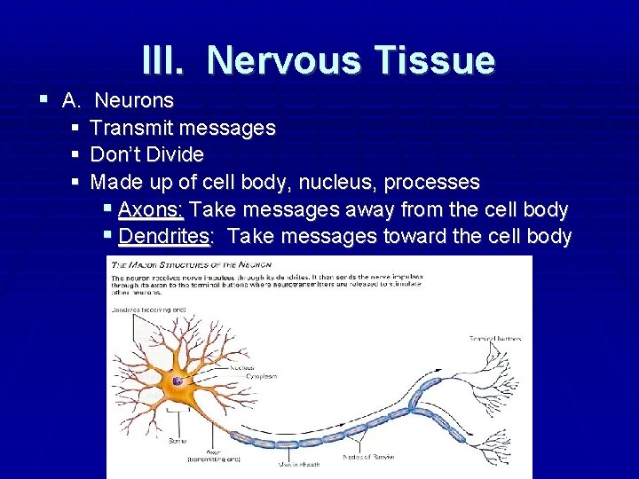 III. Nervous Tissue A. Neurons Transmit messages Don’t Divide Made up of cell body,