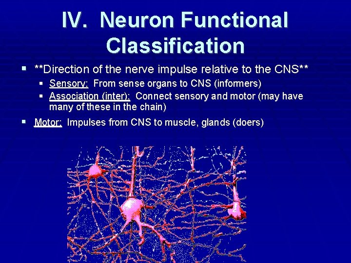 IV. Neuron Functional Classification **Direction of the nerve impulse relative to the CNS** Sensory: