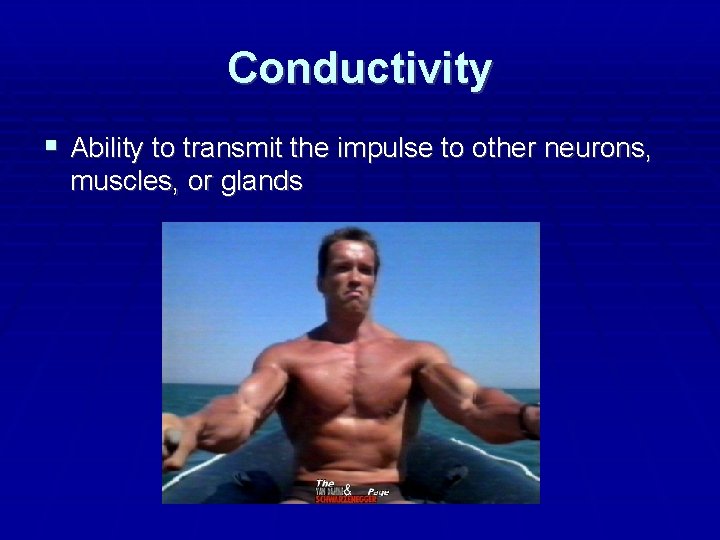 Conductivity Ability to transmit the impulse to other neurons, muscles, or glands 