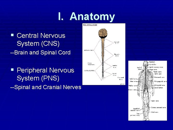 I. Anatomy Central Nervous System (CNS) --Brain and Spinal Cord Peripheral Nervous System (PNS)