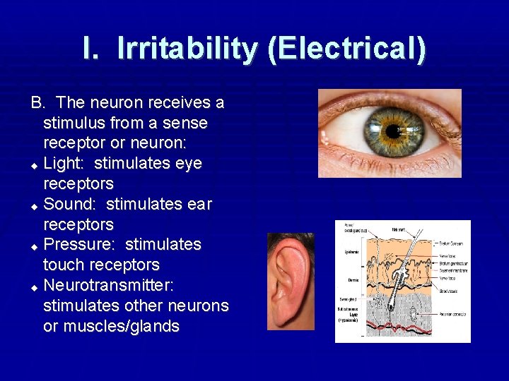 I. Irritability (Electrical) B. The neuron receives a stimulus from a sense receptor or