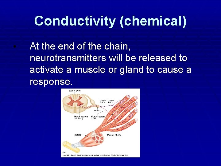 Conductivity (chemical) • At the end of the chain, neurotransmitters will be released to