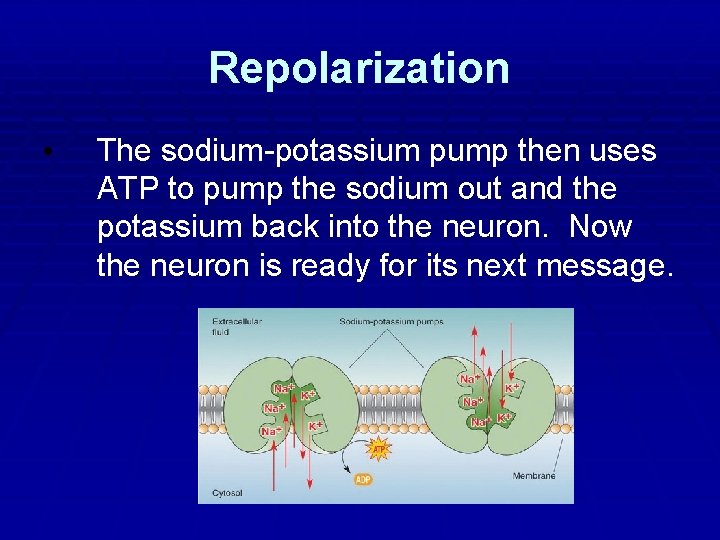 Repolarization • The sodium-potassium pump then uses ATP to pump the sodium out and