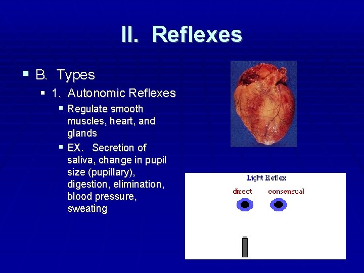 II. Reflexes B. Types 1. Autonomic Reflexes Regulate smooth muscles, heart, and glands EX.