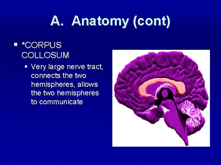 A. Anatomy (cont) *CORPUS COLLOSUM Very large nerve tract, connects the two hemispheres, allows