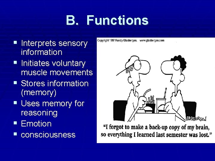 B. Functions Interprets sensory information Initiates voluntary muscle movements Stores information (memory) Uses memory