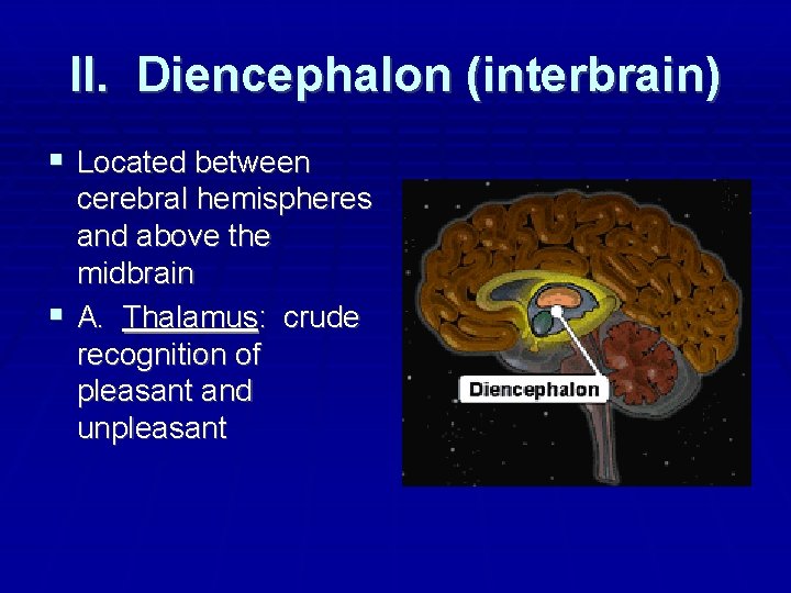 II. Diencephalon (interbrain) Located between cerebral hemispheres and above the midbrain A. Thalamus: crude