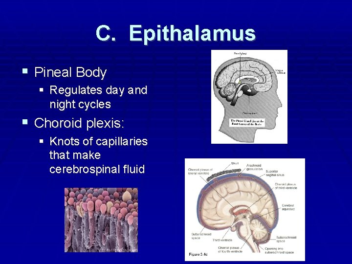 C. Epithalamus Pineal Body Regulates day and night cycles Choroid plexis: Knots of capillaries