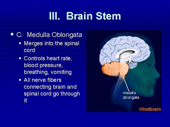 III. Brain Stem C. Medulla Oblongata Merges into the spinal cord Controls heart rate,